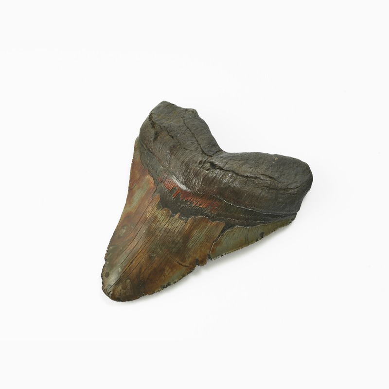 Tand van een megalodon